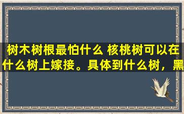 树木树根最怕什么 核桃树可以在什么树上嫁接。具体到什么树，黑枣树可以吗